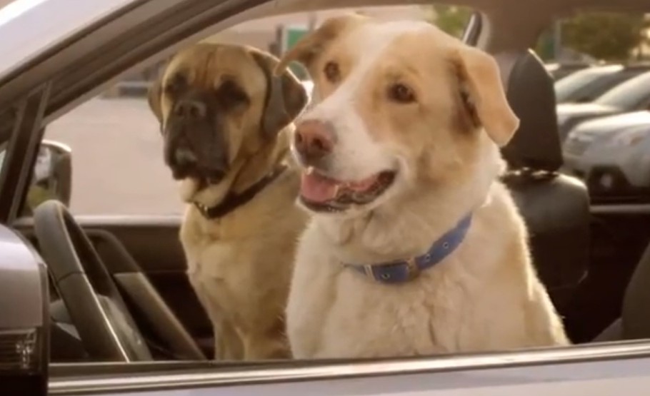 Köpeklerin onayladığı otomobil: Subaru