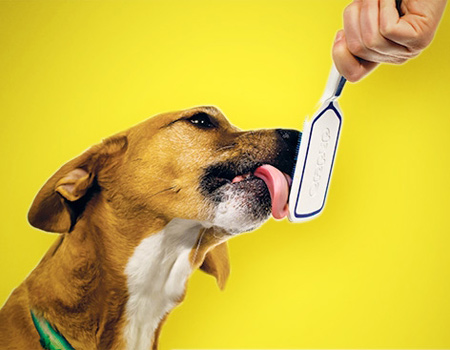 Köpeğiniz bu fırçayı hak ediyor!
