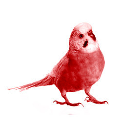 Marketing Jargon Translating Parrot