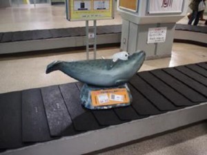 Japonya’da bagaj bantları ziyaretçileri bilgilendirmek için kullanılıyor.