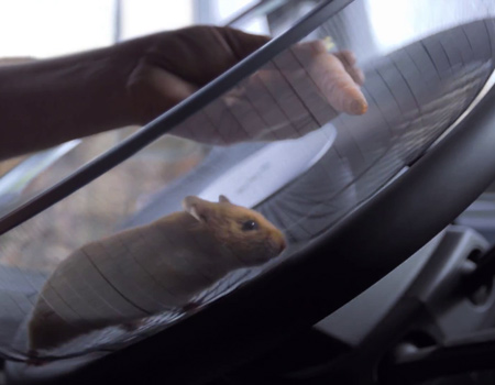 Volvo viral serisine ‘Kaptan Hamster’ ile devam ediyor