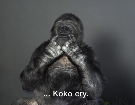Goril Koko’nun insanlığa bir mesajı var