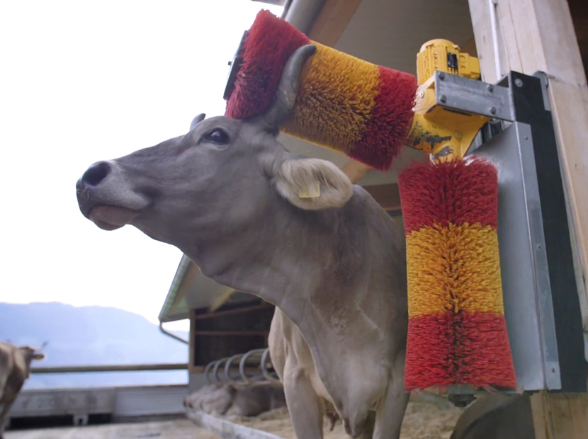 İsviçreli ineklerin mutluluğu parmaklarınızın ucunda