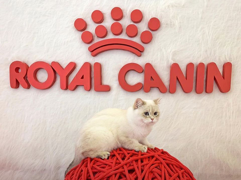 Royal Canin’e yeni ajans