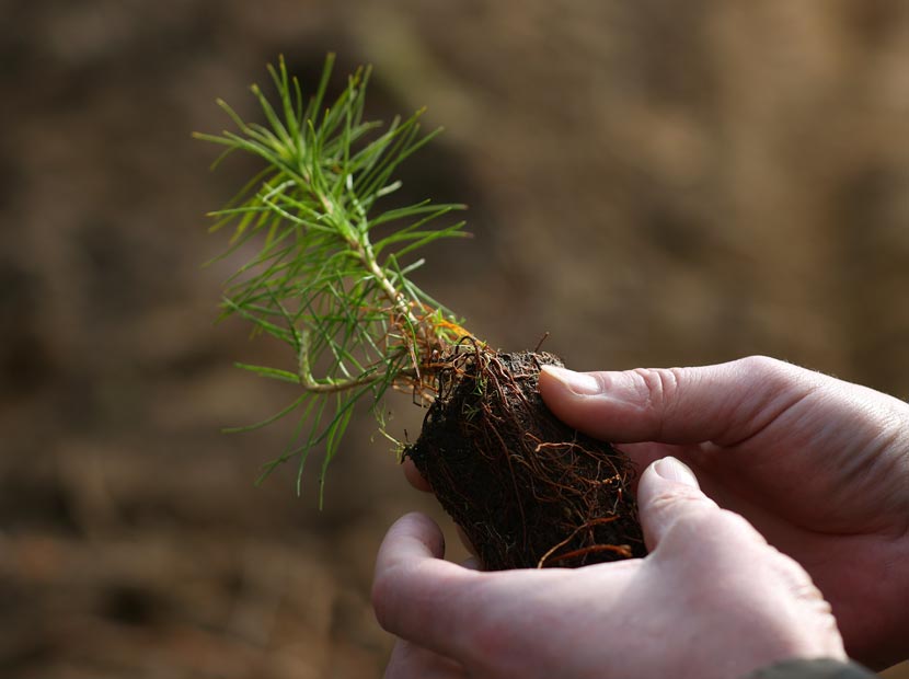 Cengiz Holding’den TEMA Vakfı’na bağış hakkında açıklama