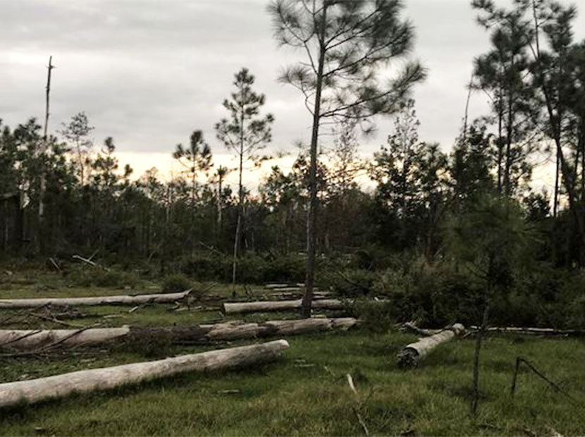 IKEA Florida’yı yeşillendiriyor