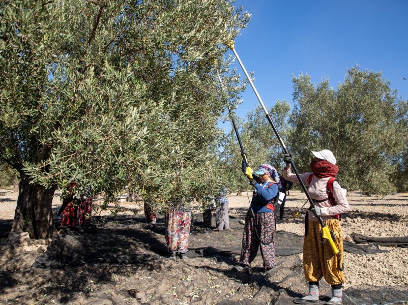 Komili zeytin hasadı 25. kez gerçekleşti