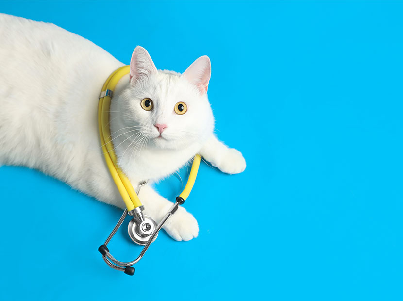 Healthcare & Wellness Felis’te yılın en iyileri