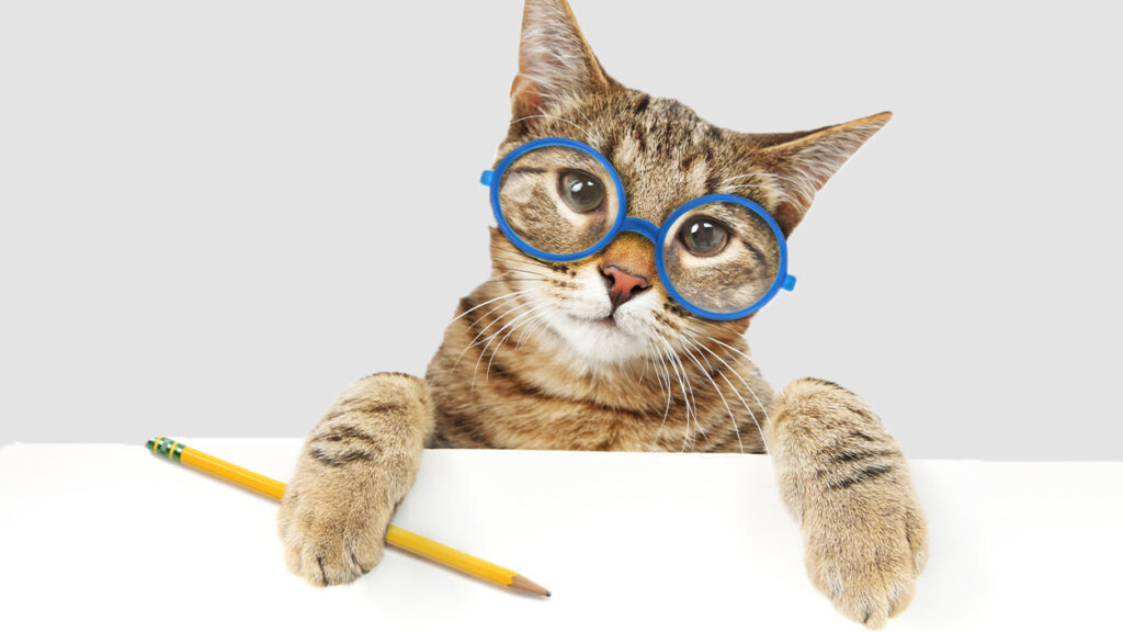 Media Felis'te 2023'ün en iyileri