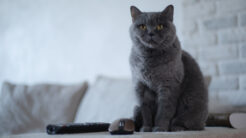 Media Felis kısa listesi açıklandı