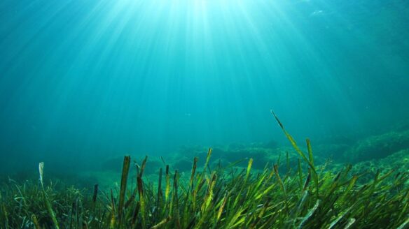 Yağmur ormanlarından daha güçlü: Deniz çayırları koruma altına alınıyor