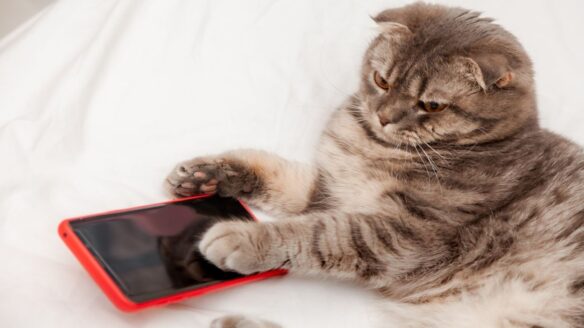 Social Media Felis kısa listesi açıklandı