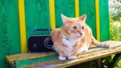 Radio & Audio Felis kısa listesi açıklandı