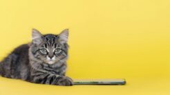Digital & Mobile Felis kısa listesi açıklandı
