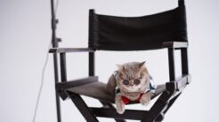 Film Felis kısa listesi açıklandı