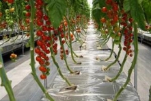 Bayındırlık bakanı organik domatesi beğendi