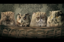 Komik reklam satmıyor