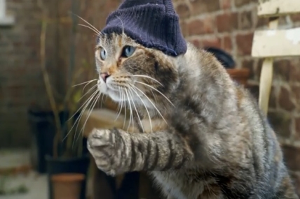 Cravendalein yeraltı kedileri!